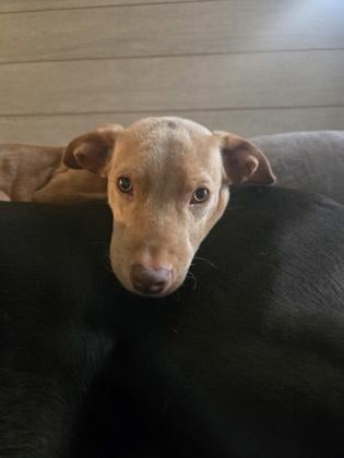 Giovanni 51319, Adoptable, Puppy Male Mixed Breed.