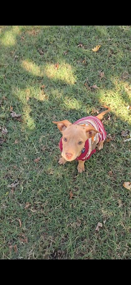 Giovanni 51319, a Adoptable Mixed Breed in Oklahoma City, OK image 2/2