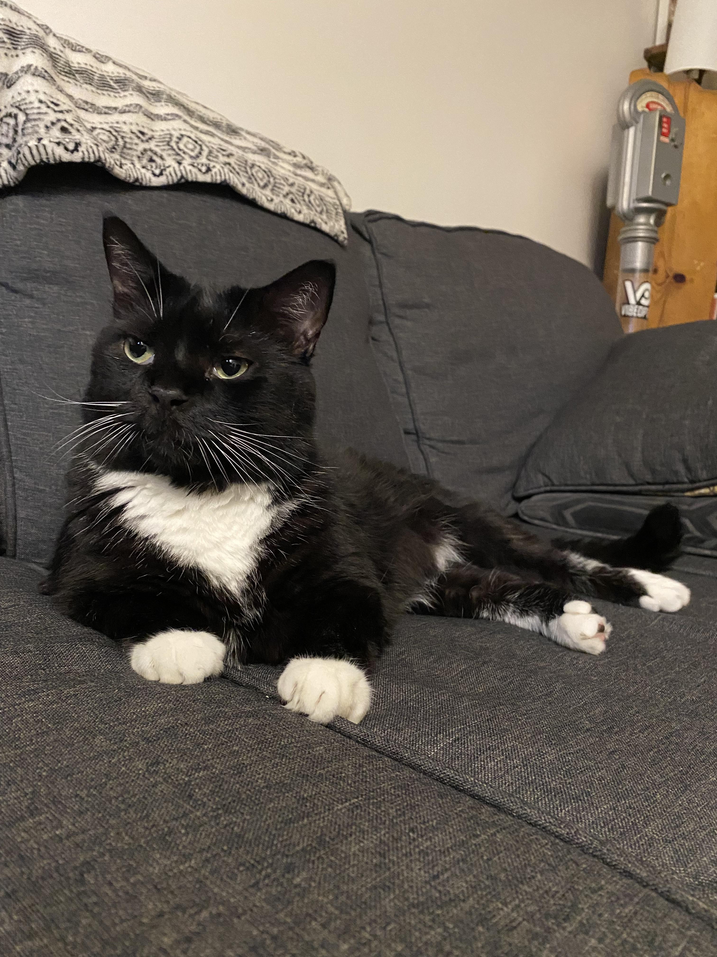 Sylvester, Adoptable, Adult Male Domestic Short Hair.