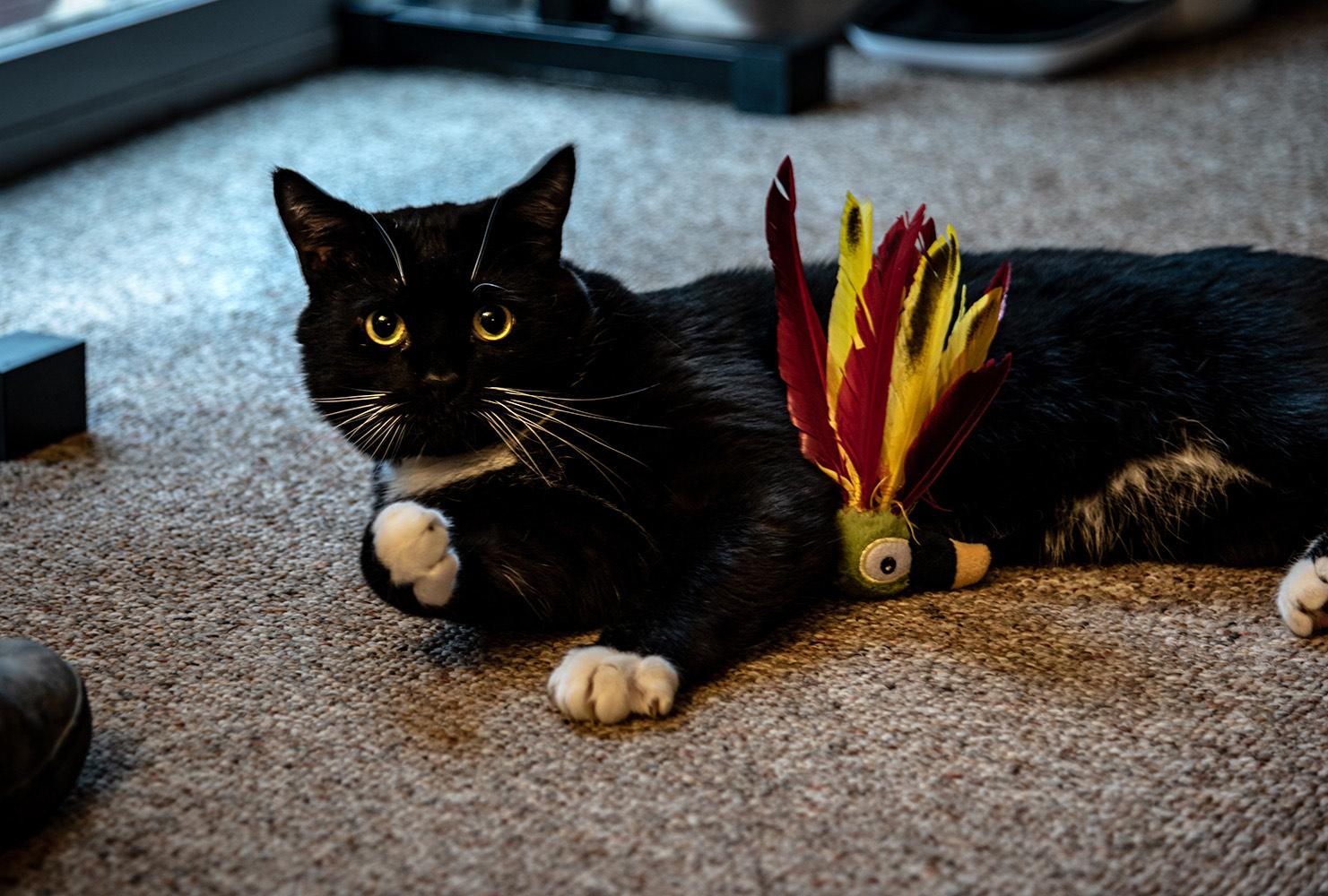 Enlarge Sylvester, a Adoptable Domestic Short Hair in Burlington, VT image 2/3