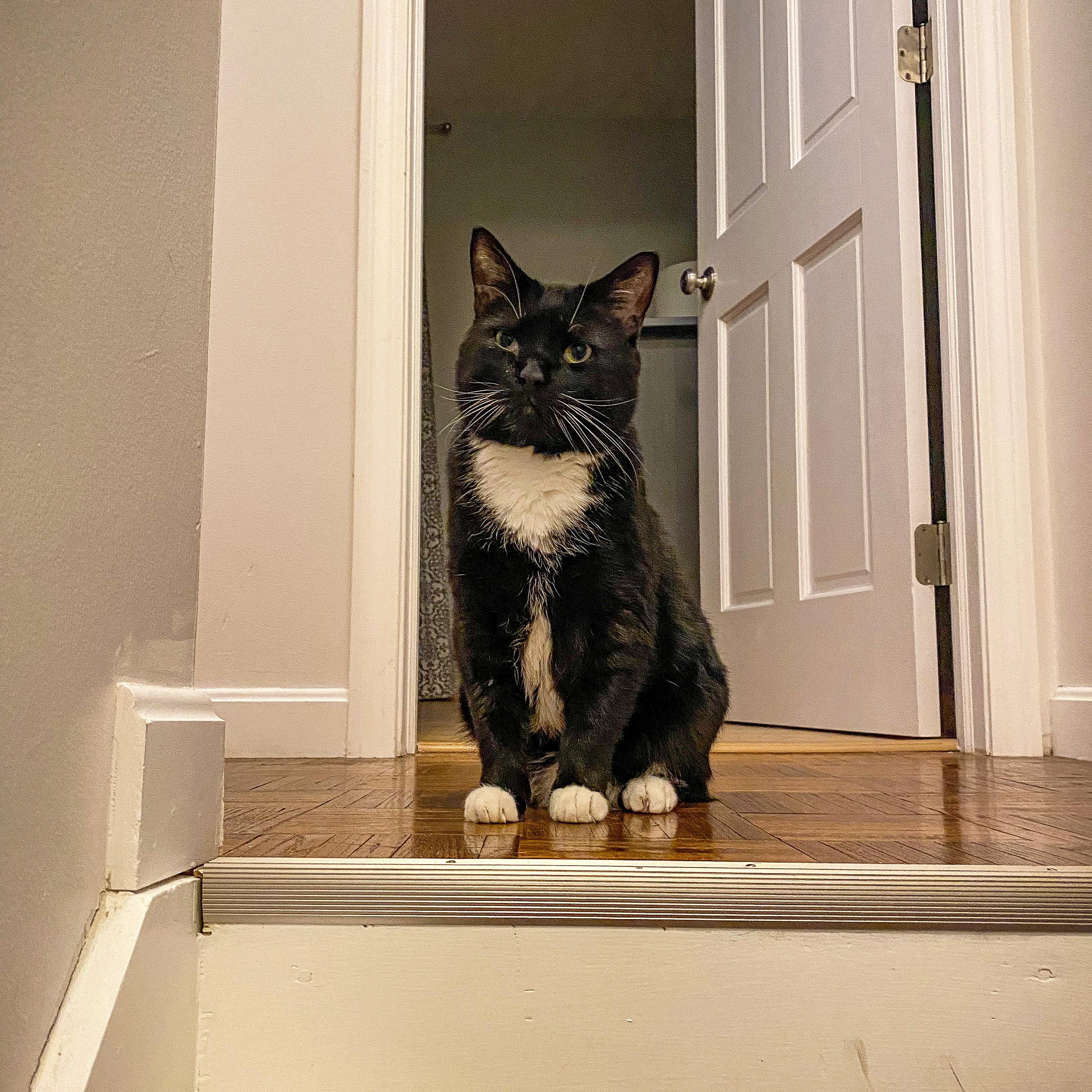 Enlarge Sylvester, a Adoptable Domestic Short Hair in Burlington, VT image 3/3