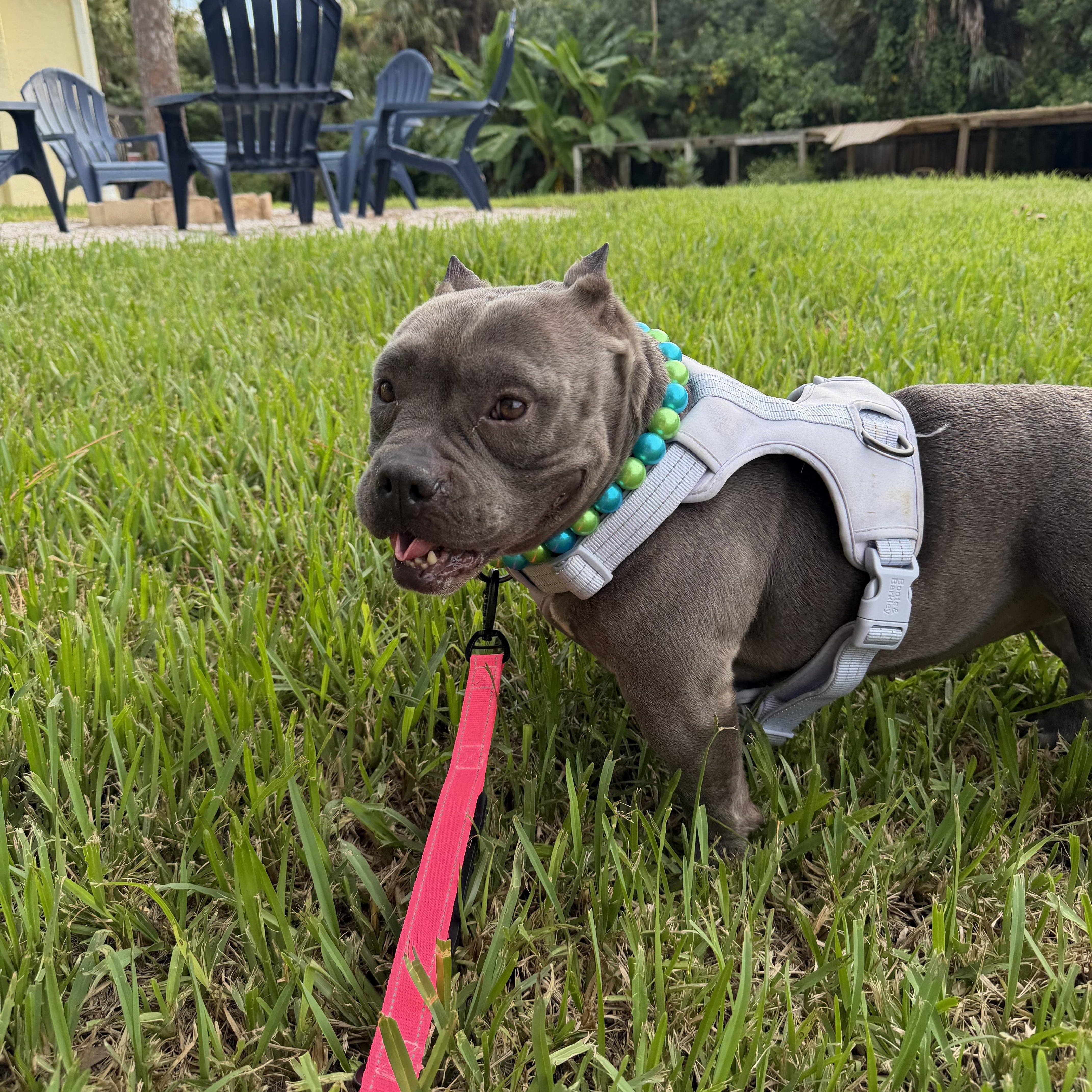 Enlarge Missy, a ADOPTABLE American Bully in Naples, FL image 3/4