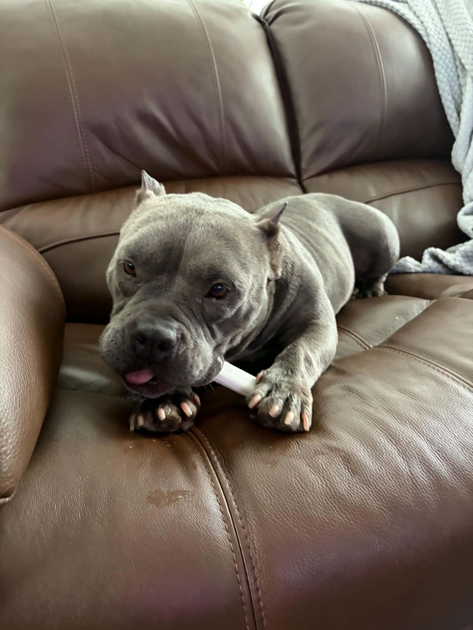 Enlarge Missy, a ADOPTABLE American Bully in Naples, FL image 4/4