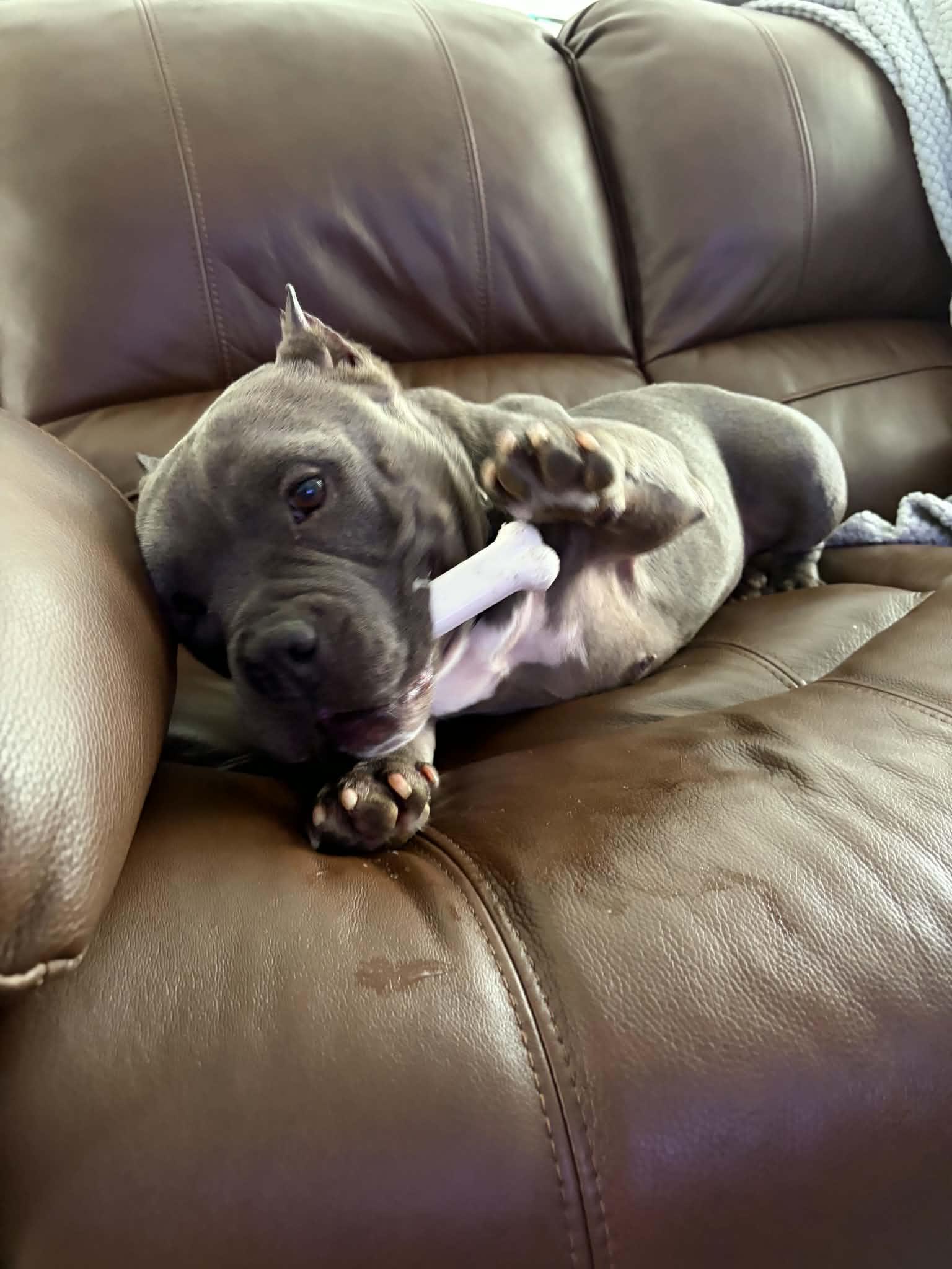Enlarge Missy, a ADOPTABLE American Bully in Naples, FL image 2/4