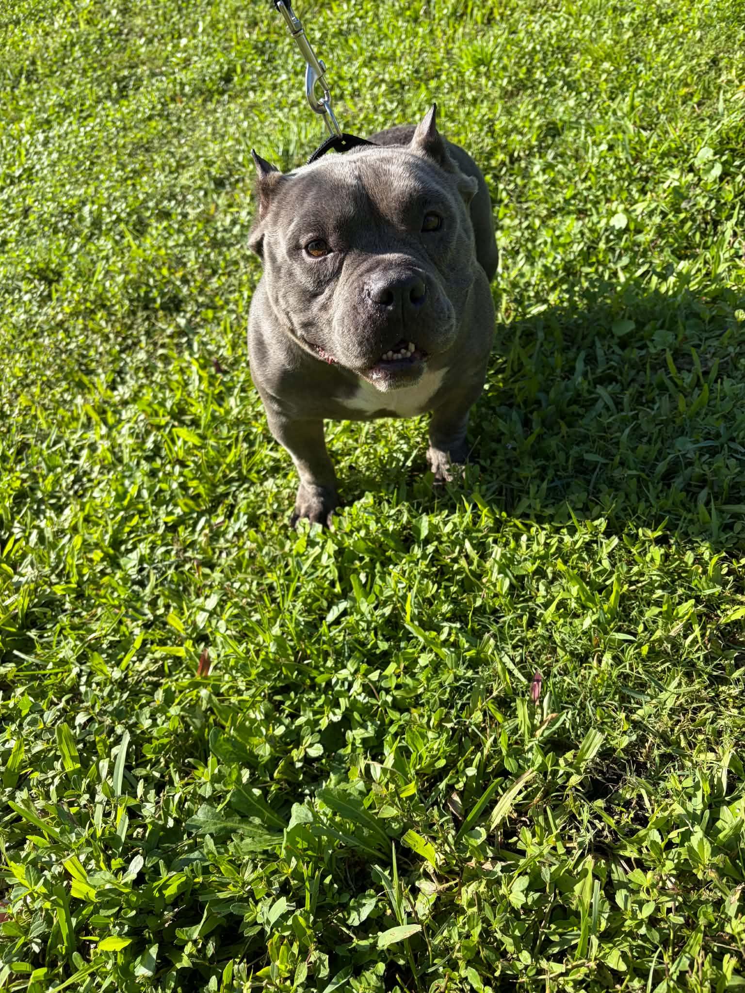 Missy, ADOPTABLE, Adult Female American Bully.