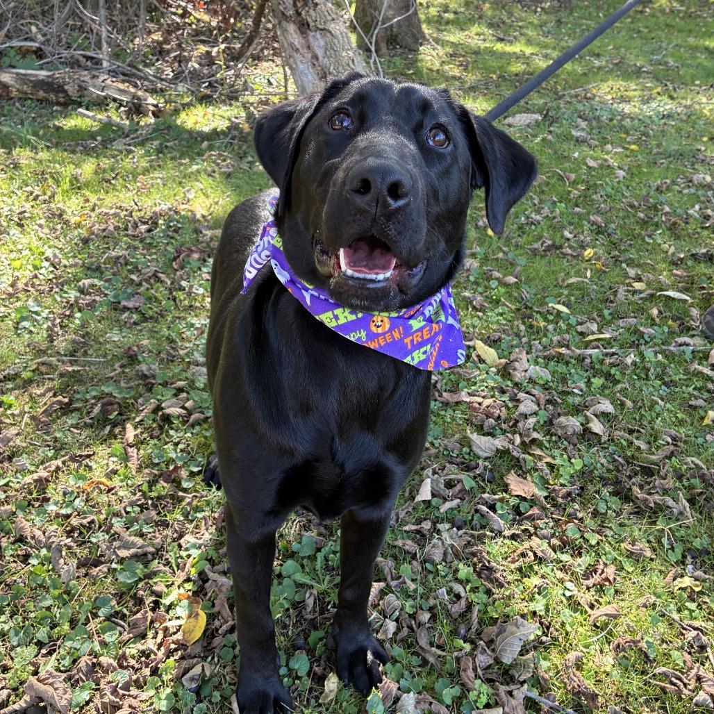 Arietta, Adoptable, Young Female Black Labrador Retriever.