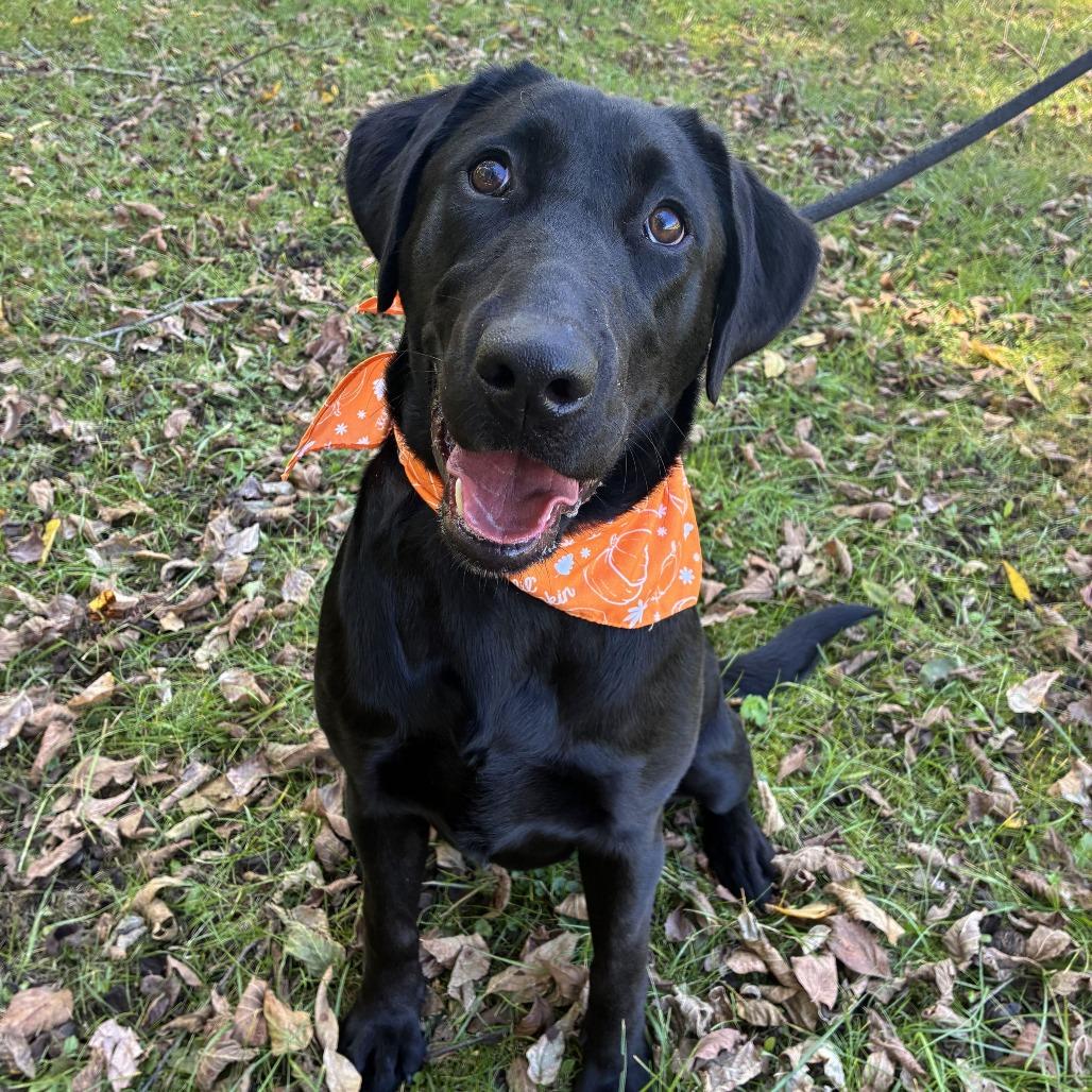 Enlarge Arietta, a Adoptable Black Labrador Retriever in Johnson City, TN image 2/6