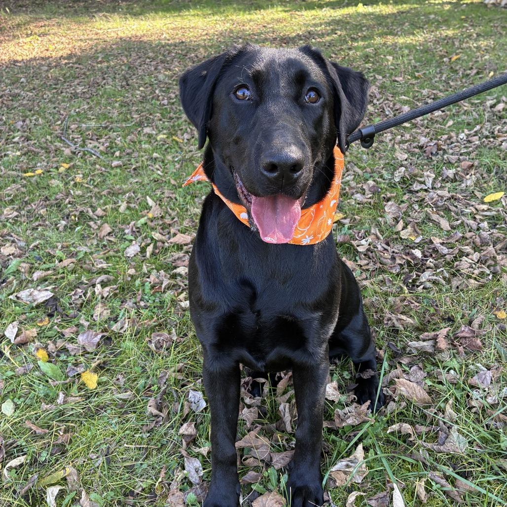 Enlarge Arietta, a Adoptable Black Labrador Retriever in Johnson City, TN image 3/6