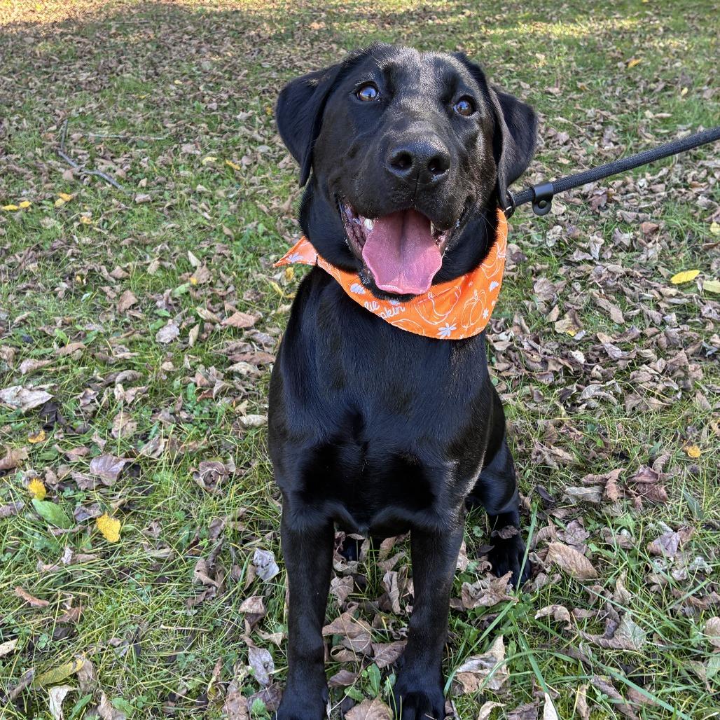 Enlarge Arietta, a Adoptable Black Labrador Retriever in Johnson City, TN image 4/6