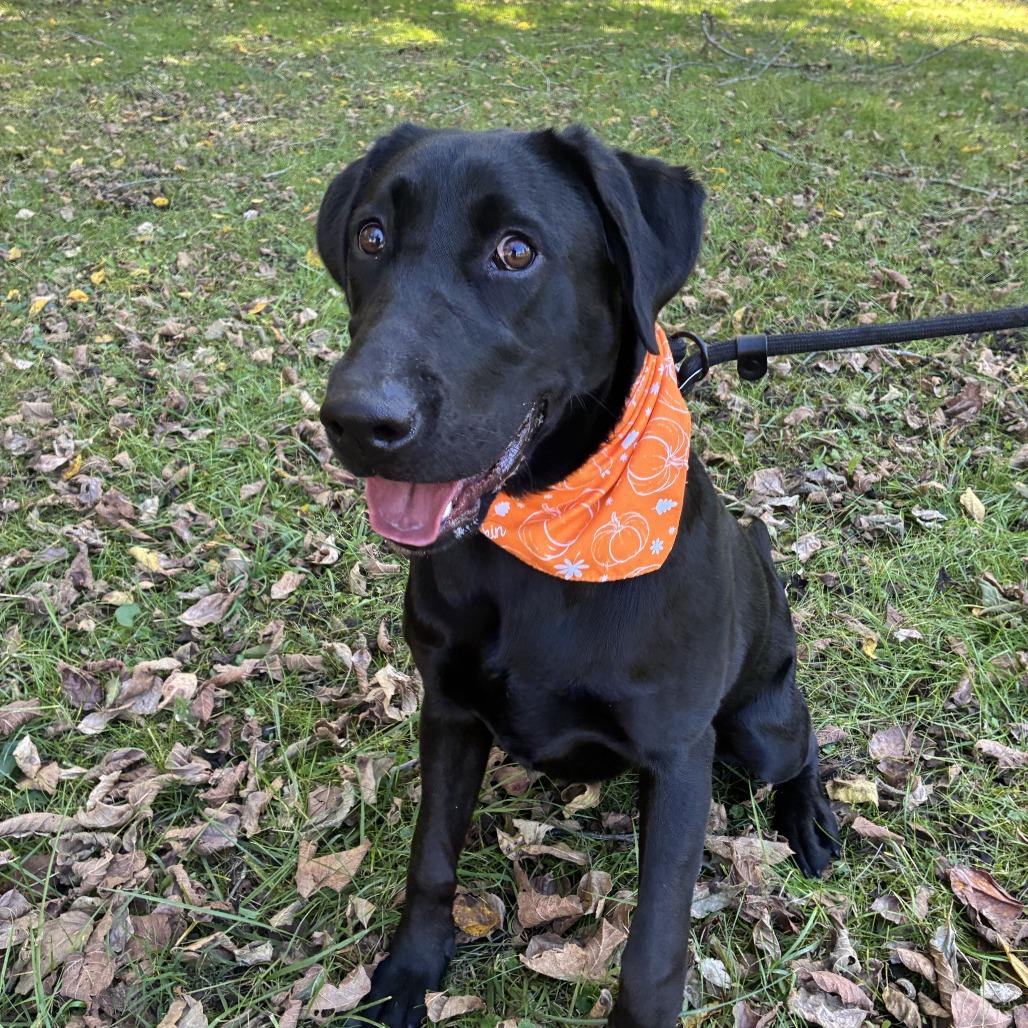 Enlarge Arietta, a Adoptable Black Labrador Retriever in Johnson City, TN image 5/6