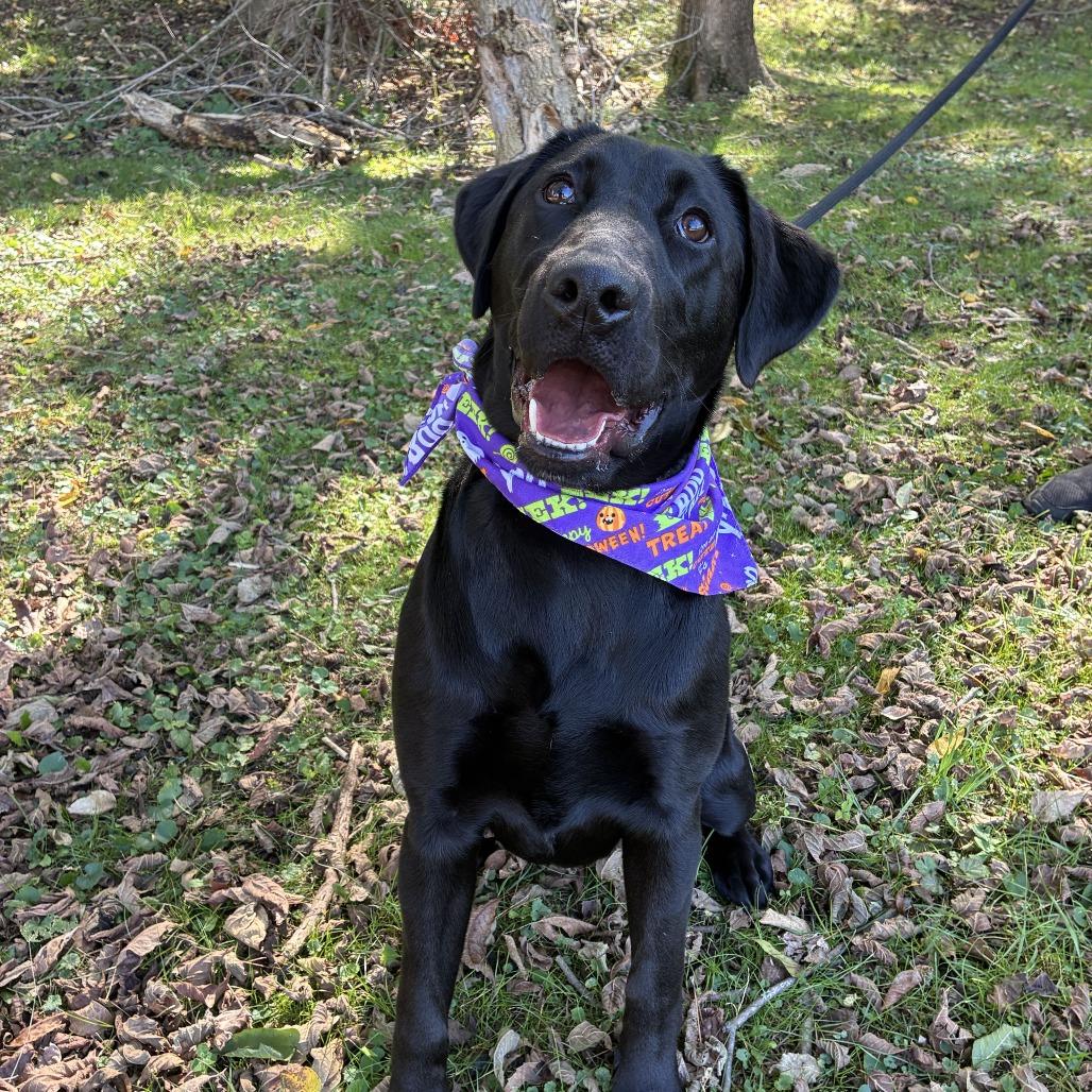 Enlarge Arietta, a Adoptable Black Labrador Retriever in Johnson City, TN image 6/6