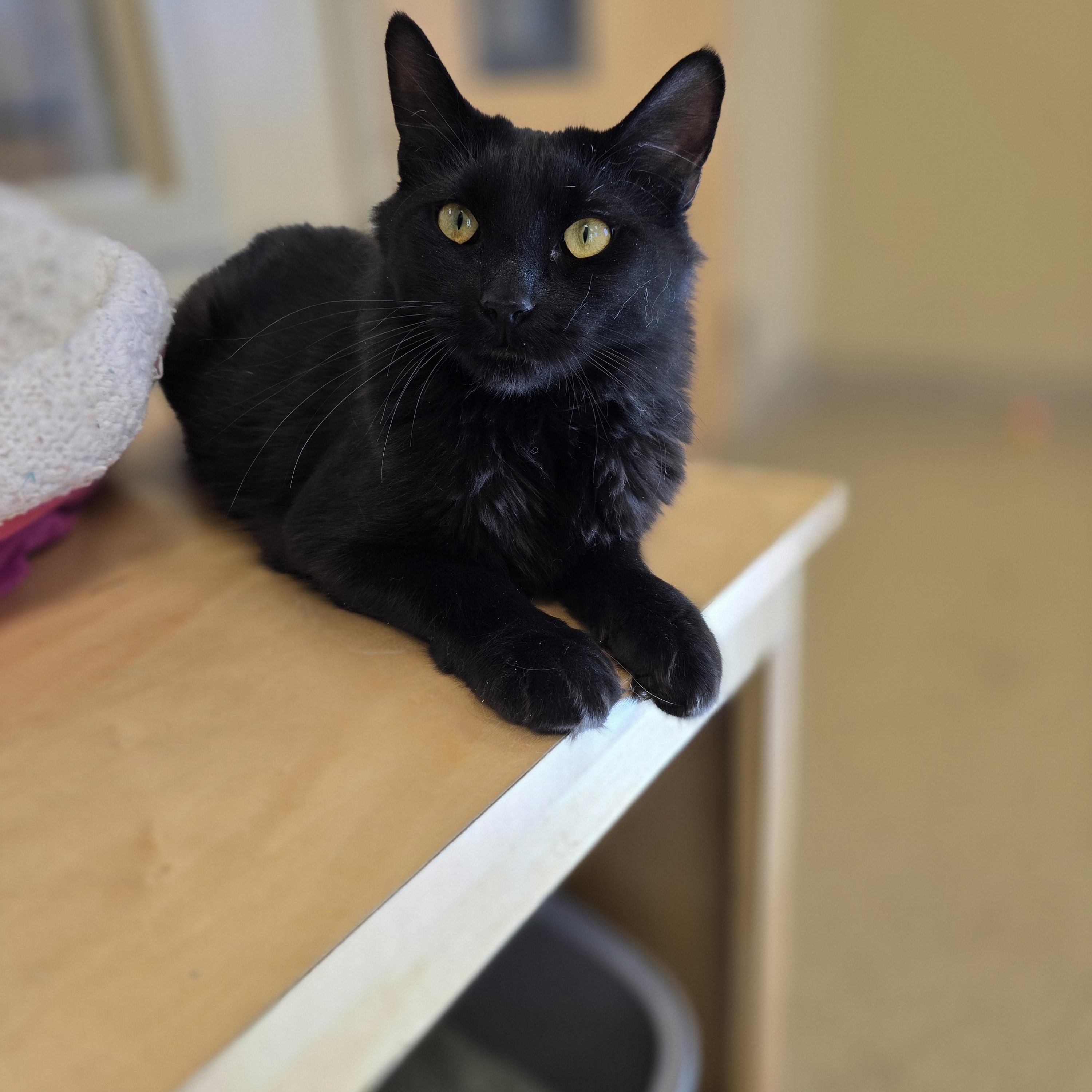 Raisin, adopted, Adult Female Domestic Short Hair.