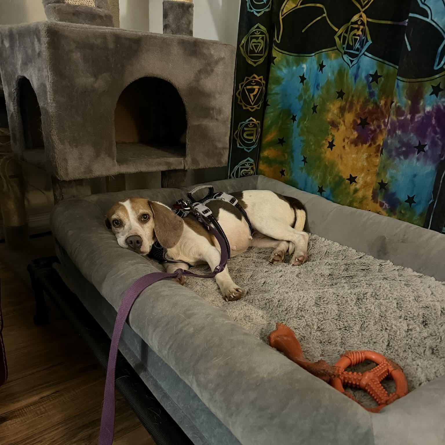 Enlarge Stella Rose, a ADOPTABLE Beagle in Port Saint Lucie, FL image 5/6