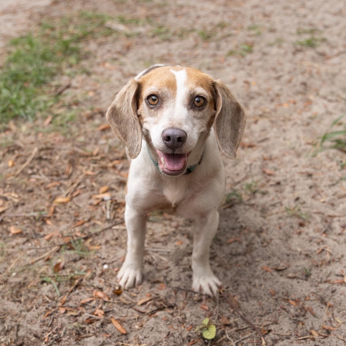 Enlarge Stella Rose, an adoptable Beagle in Port Saint Lucie, FL image 3/6