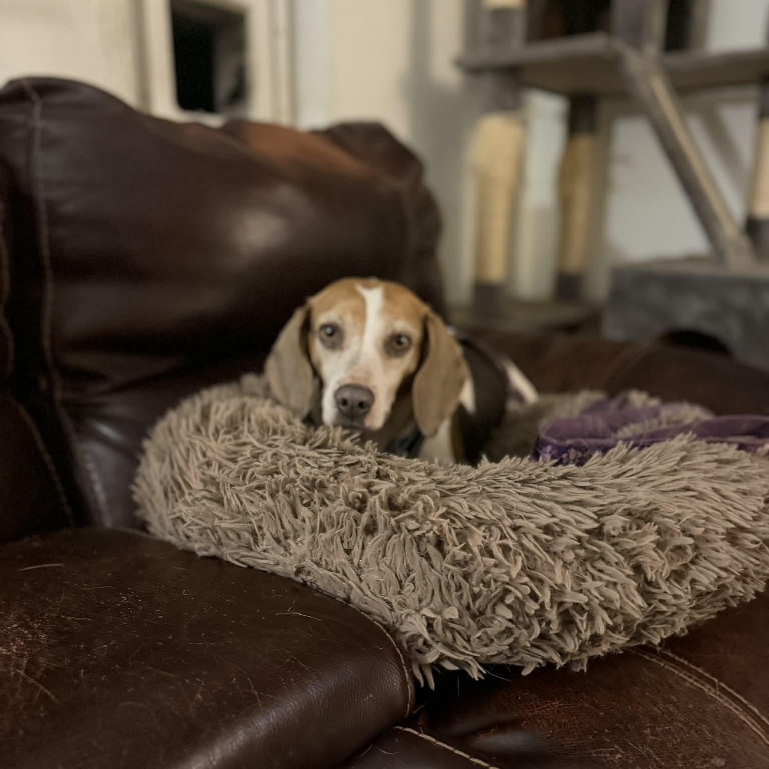Enlarge Stella Rose, a ADOPTABLE Beagle in Port Saint Lucie, FL image 2/6