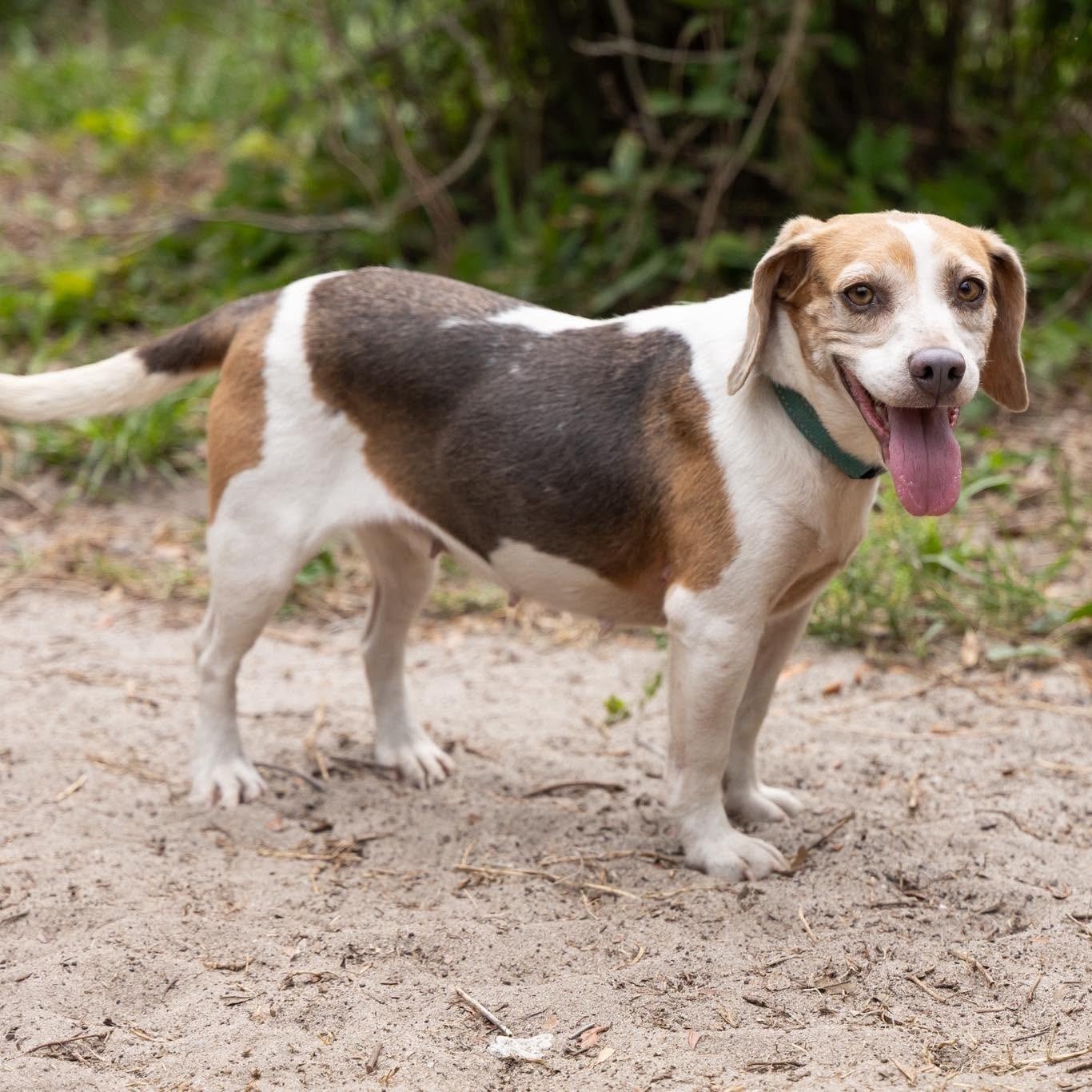 Enlarge Stella Rose, an adoptable Beagle in Port Saint Lucie, FL image 4/6