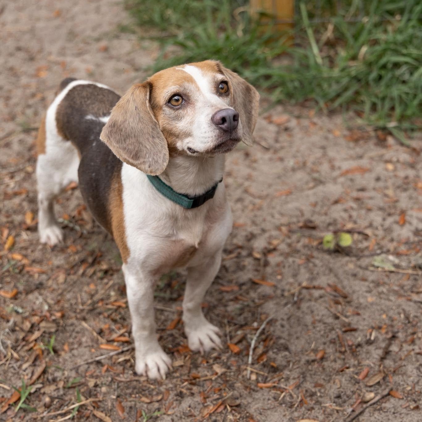 Stella Rose, adoptable, Adult Female Beagle.