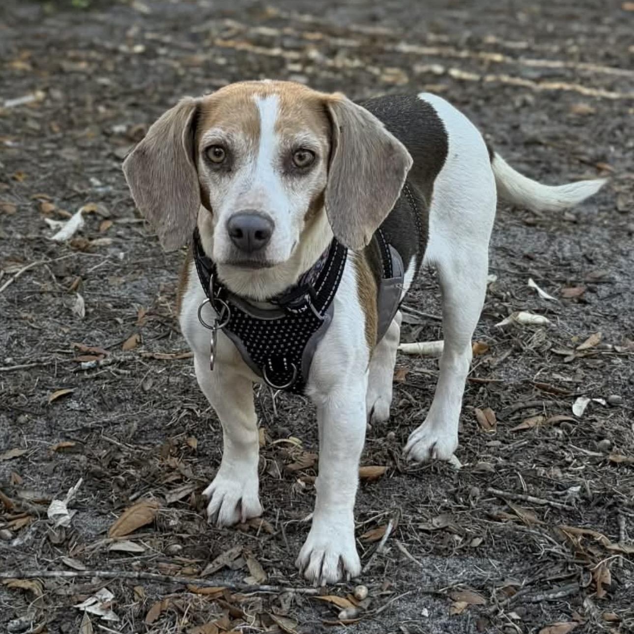 Enlarge Stella Rose, a ADOPTABLE Beagle in Port Saint Lucie, FL image 1/6