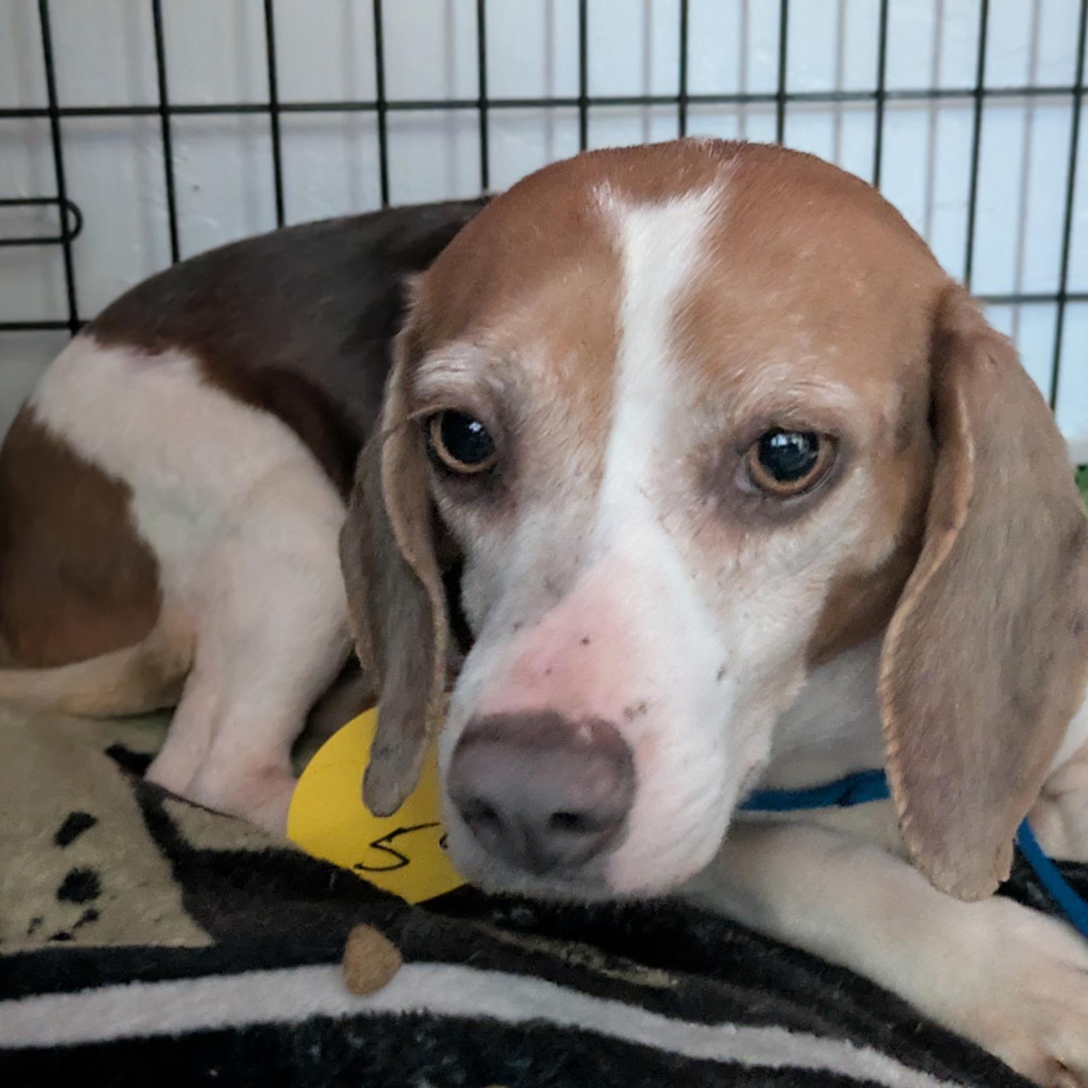 Enlarge Stella Rose, a ADOPTABLE Beagle in Port Saint Lucie, FL image 3/6