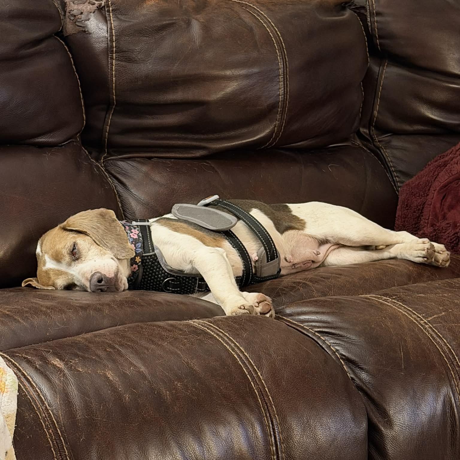 Enlarge Stella Rose, a ADOPTABLE Beagle in Port Saint Lucie, FL image 6/6