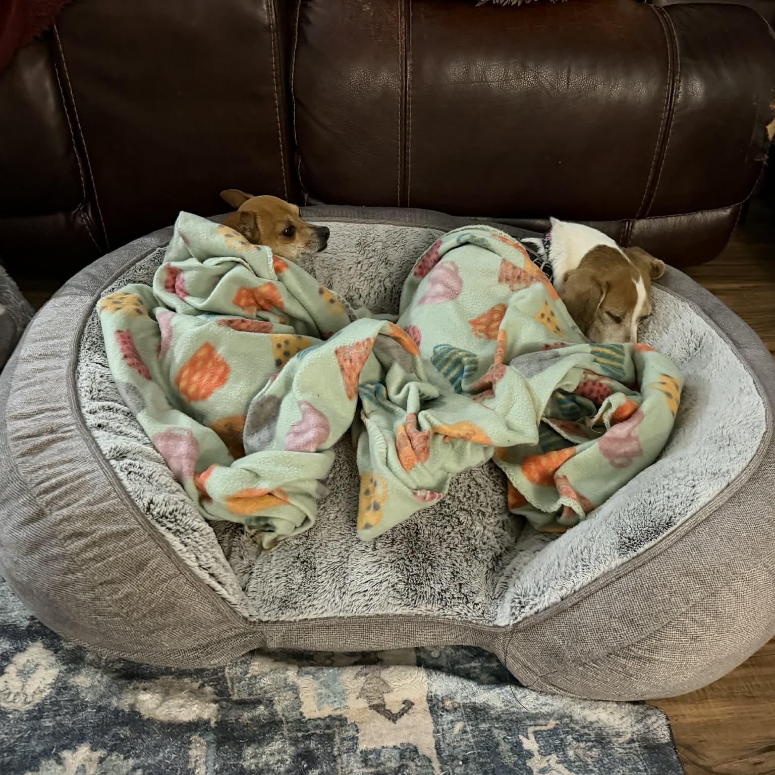 Enlarge Stella Rose, a ADOPTABLE Beagle in Port Saint Lucie, FL image 4/6