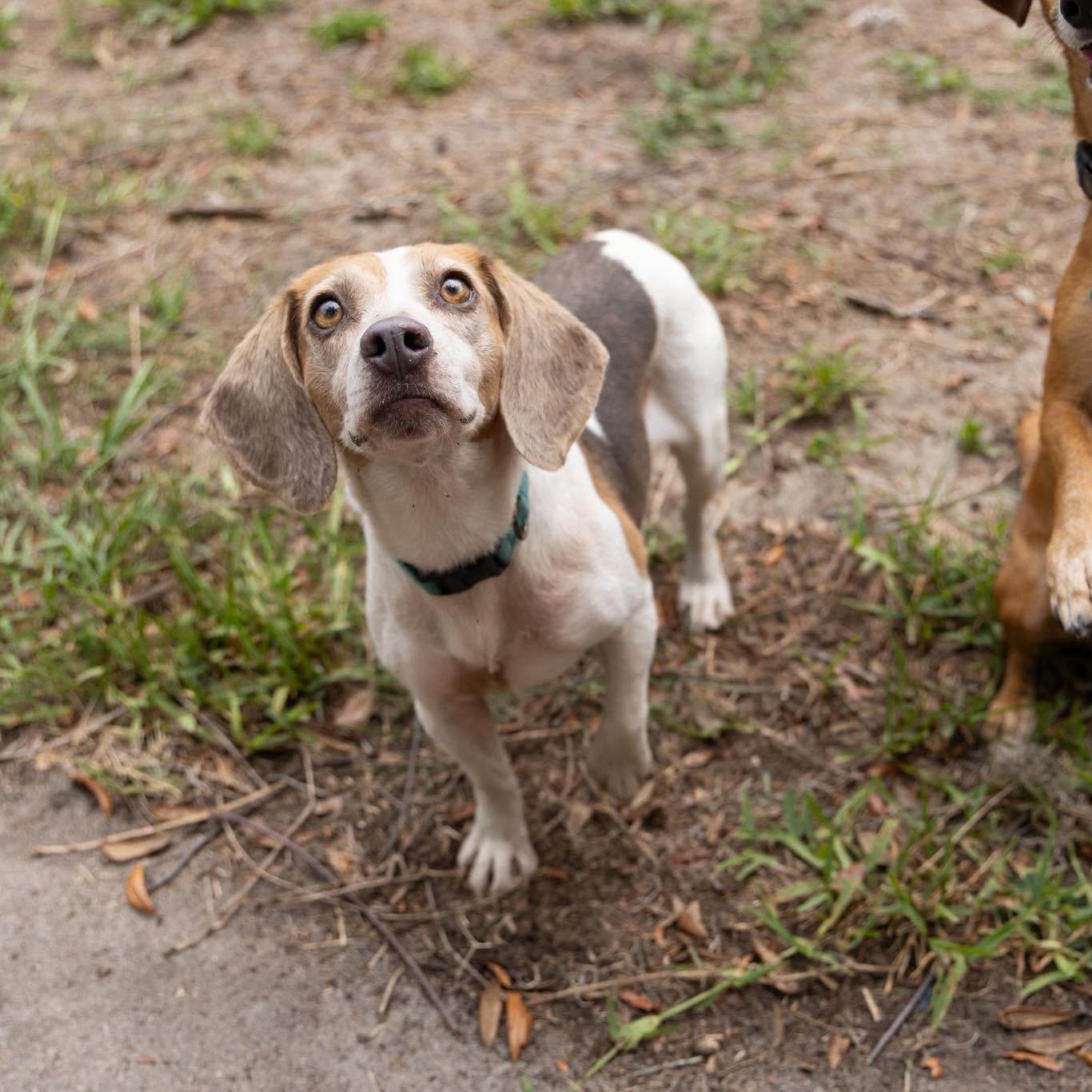 Enlarge Stella Rose, an adoptable Beagle in Port Saint Lucie, FL image 2/6