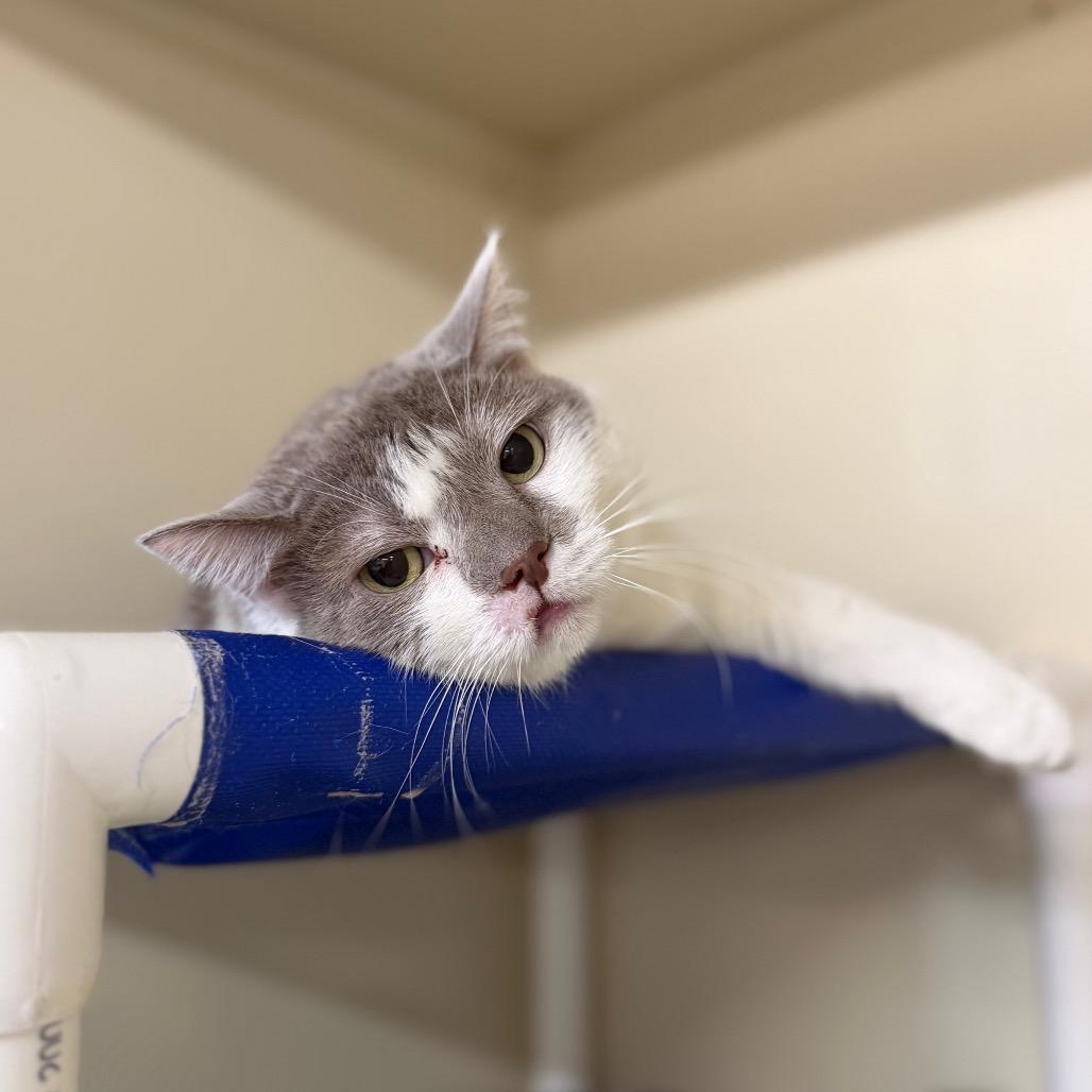 Pippa, Adoptable, Adult Female Domestic Short Hair.