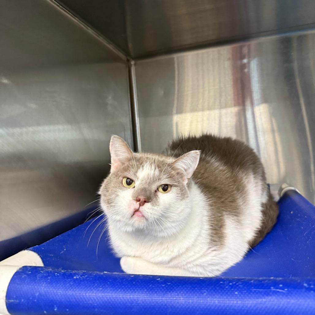 Enlarge Pippa, a Adoptable Domestic Short Hair in Spanish Fork, UT image 2/5