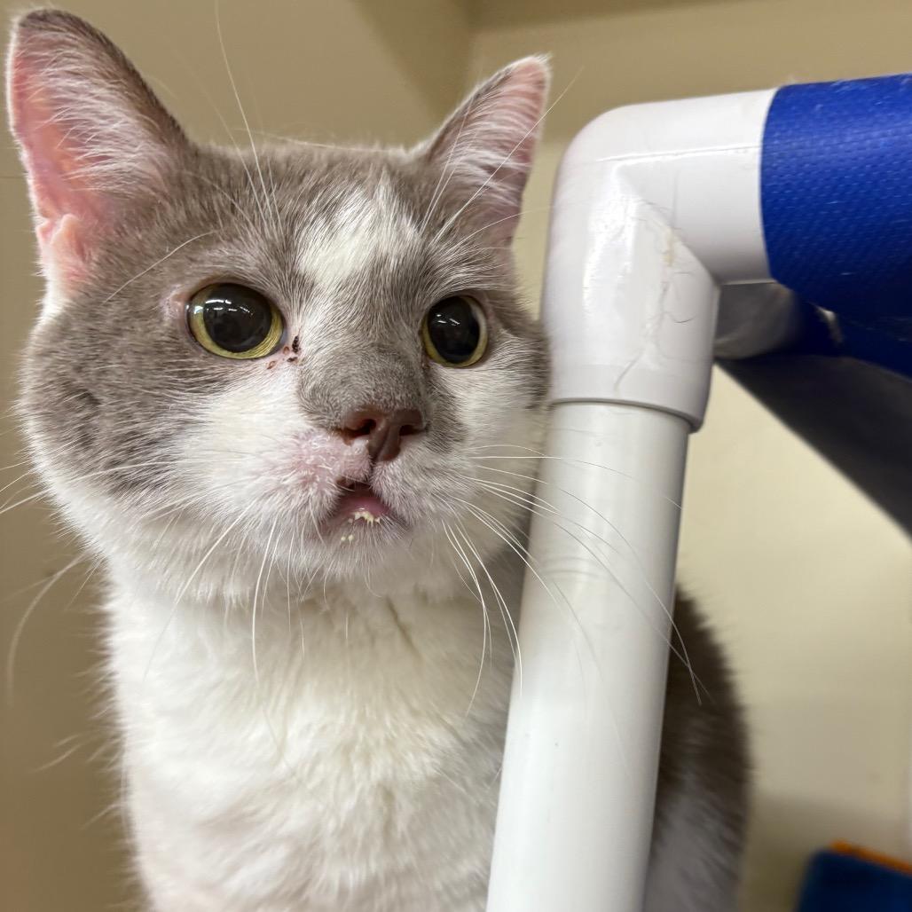 Enlarge Pippa, a Adoptable Domestic Short Hair in Spanish Fork, UT image 3/5