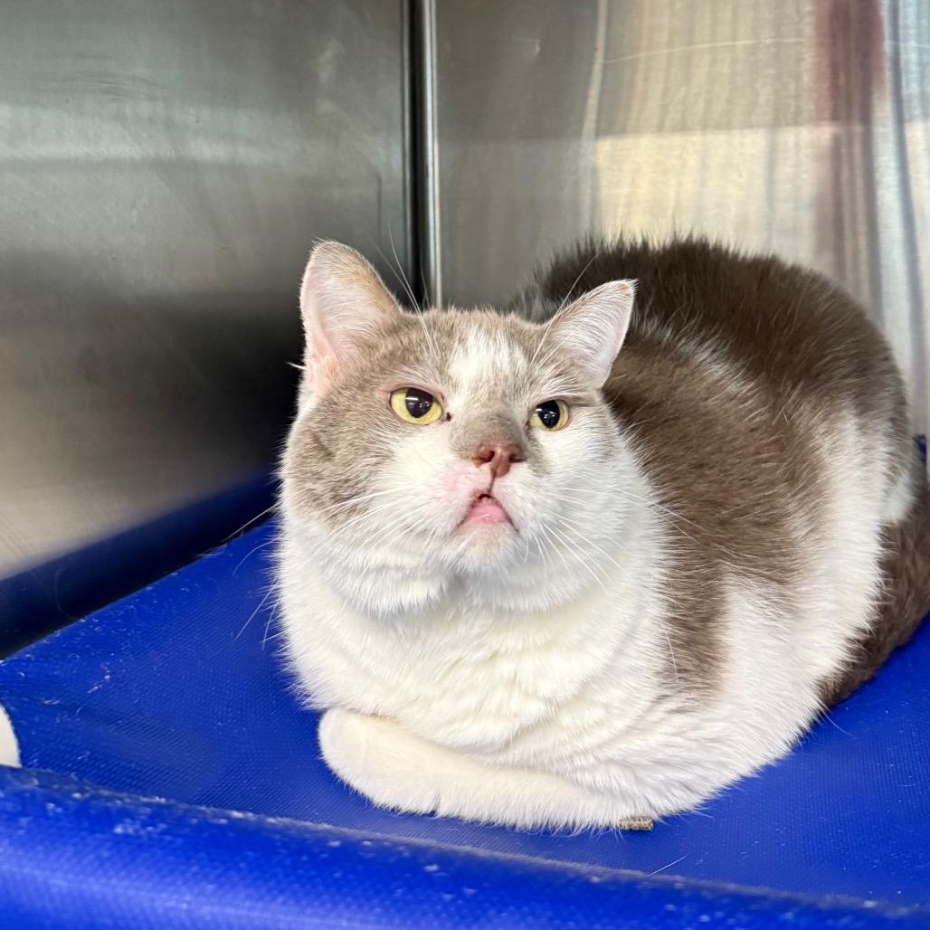 Enlarge Pippa, a Adoptable Domestic Short Hair in Spanish Fork, UT image 4/5