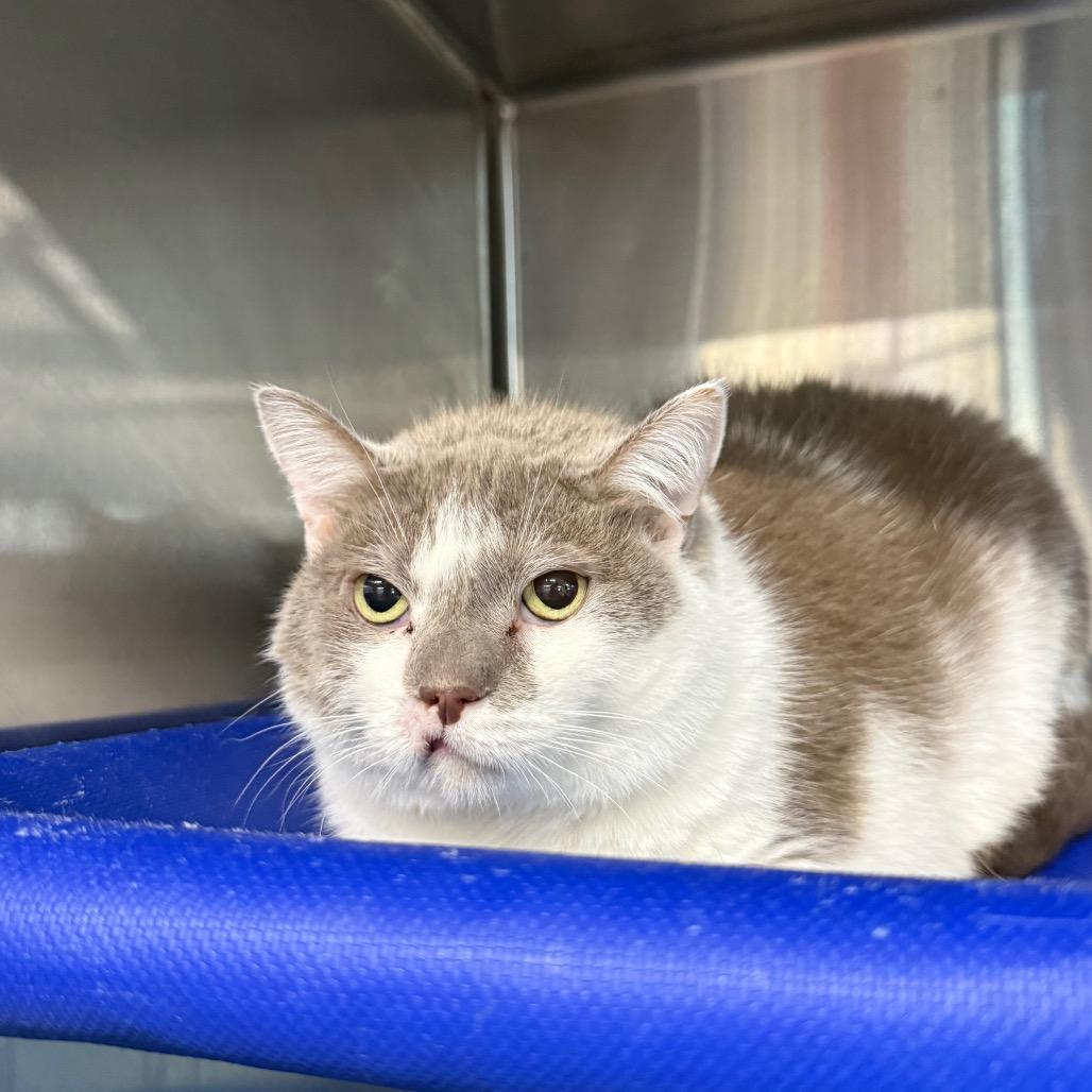 Enlarge Pippa, a Adoptable Domestic Short Hair in Spanish Fork, UT image 5/5