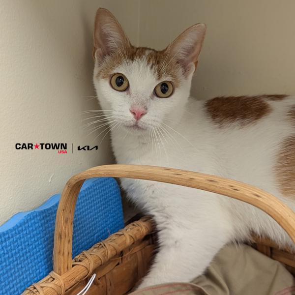 Enlarge Bright Eyes, a Adoptable mixed breed in Lexington, KY image 1/1