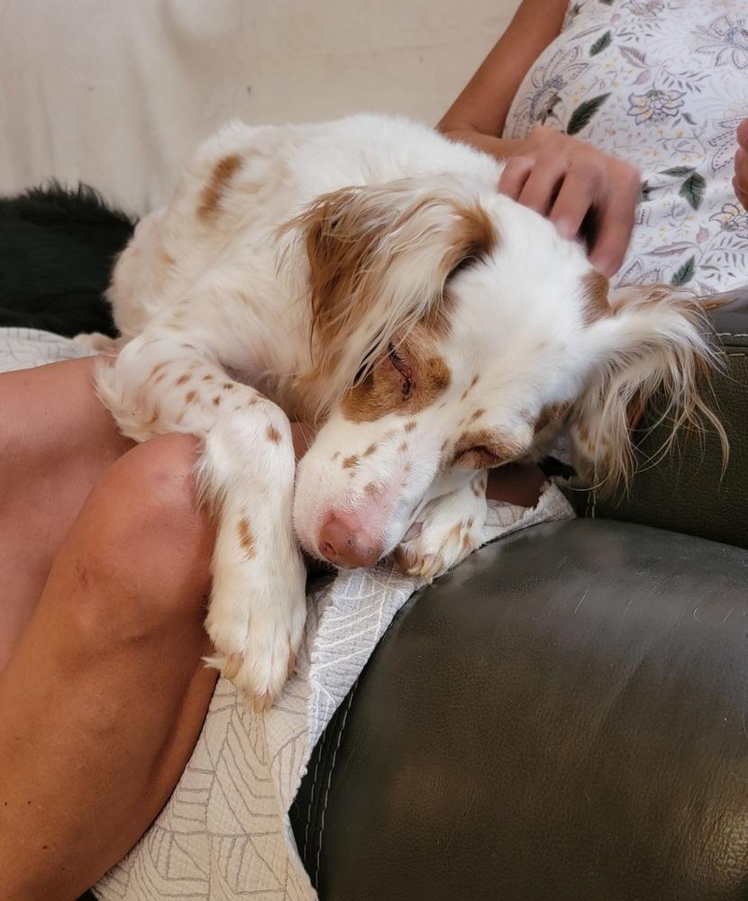 Millie, a Adoptable English Setter in Hilliard, OH image 1/6