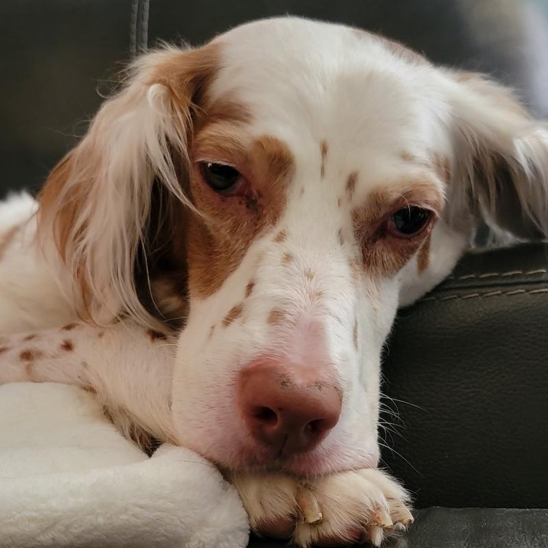 Millie, a Adoptable English Setter in Hilliard, OH image 2/6