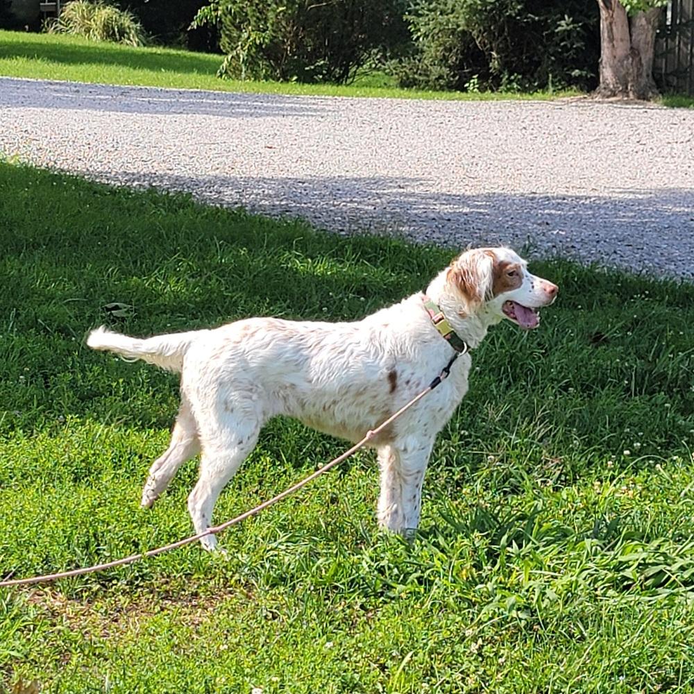 Millie, a Adoptable English Setter in Hilliard, OH image 3/6