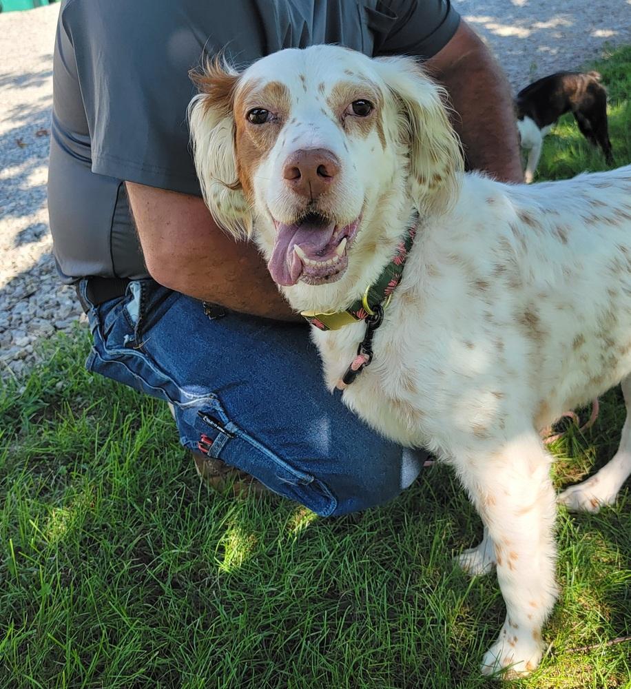 Millie, a Adoptable English Setter in Hilliard, OH image 4/6