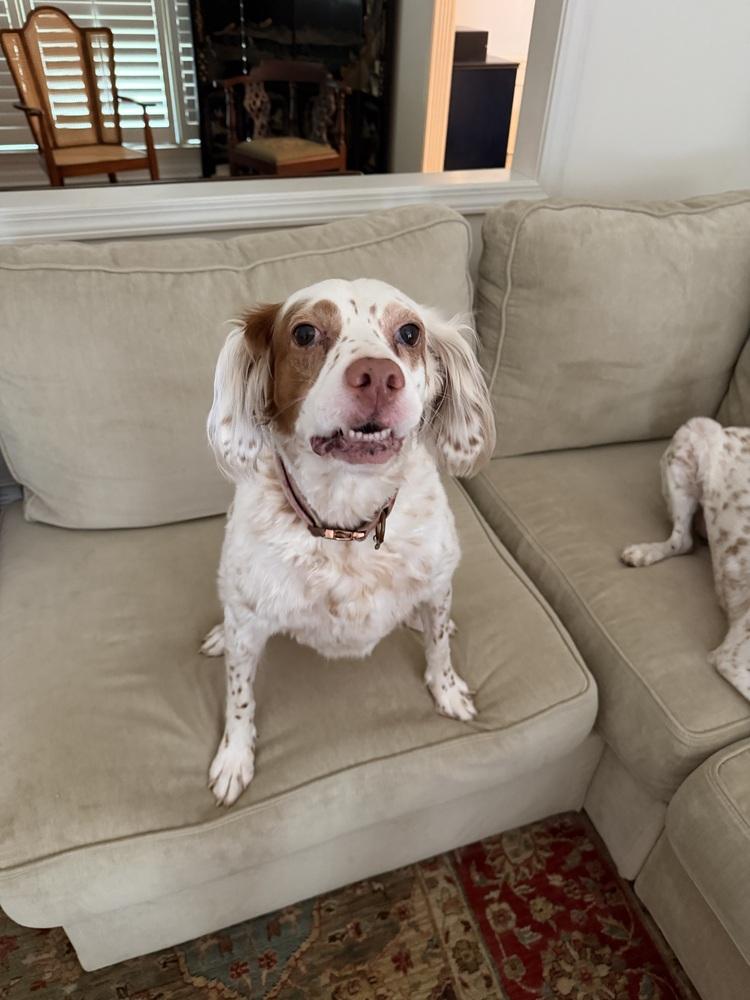 Millie, a Adoptable English Setter in Hilliard, OH image 5/6