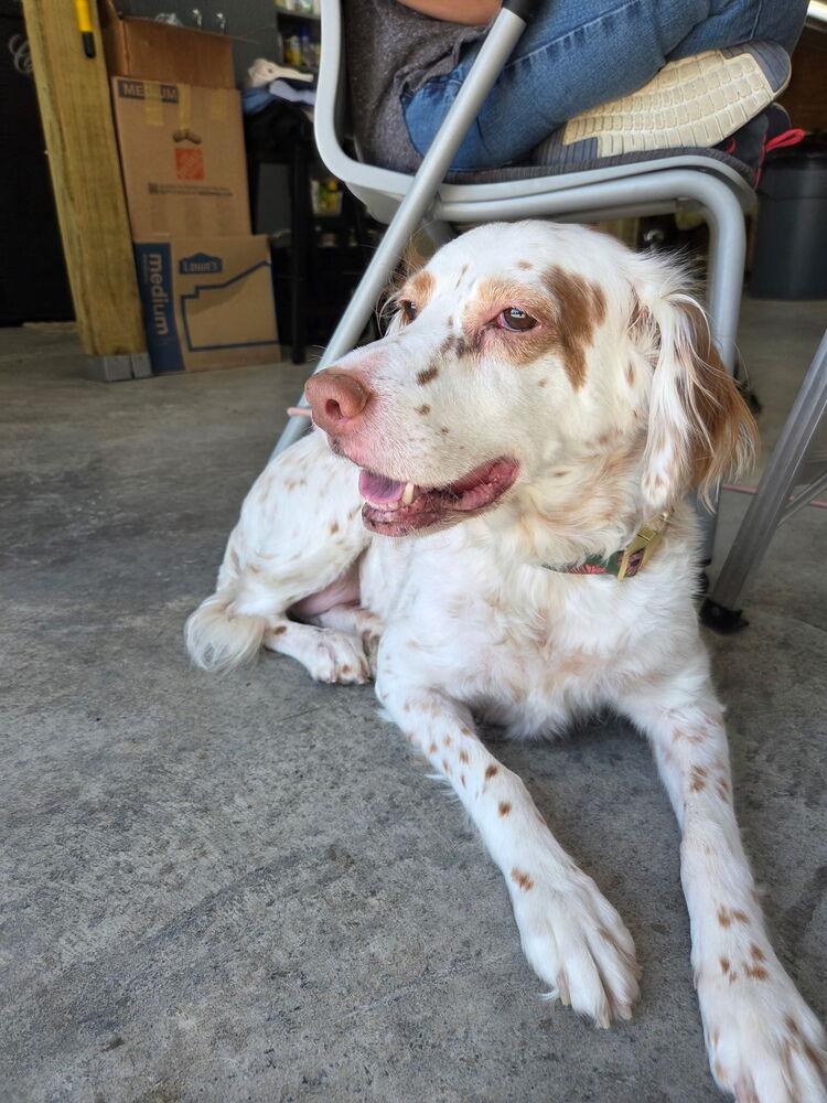 Millie, a Adoptable English Setter in Hilliard, OH image 6/6