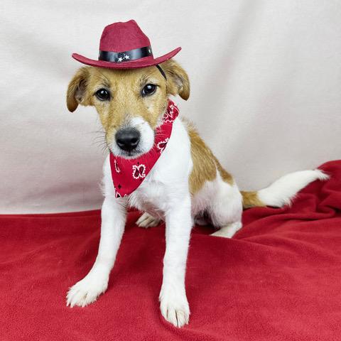 Enlarge Cowboy , a ADOPTABLE mixed breed in Kerrville, TX image 2/2