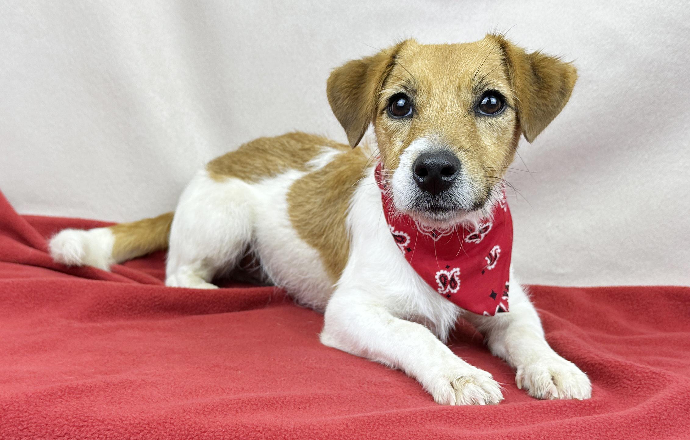 Cowboy , ADOPTABLE, Young Male Jack Russell Terrier.