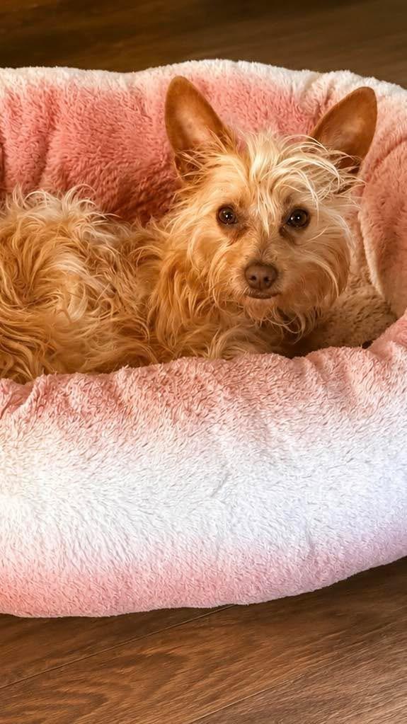 Enlarge Suki, a ADOPTABLE mixed breed in Wappingers Falls, NY image 3/6