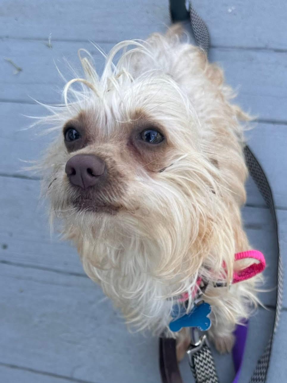 Enlarge Suki, a ADOPTABLE mixed breed in Wappingers Falls, NY image 2/6