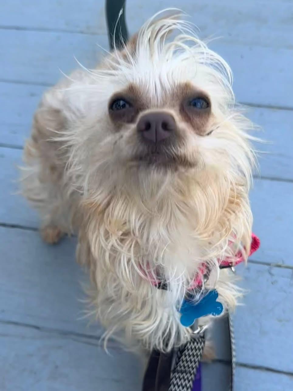 Enlarge Suki, a ADOPTABLE mixed breed in Wappingers Falls, NY image 5/6