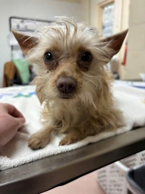 Enlarge Suki, a ADOPTABLE mixed breed in Wappingers Falls, NY image 1/6