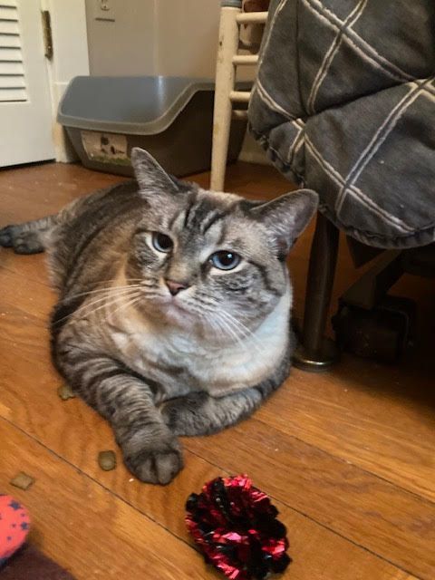 Tabitha, Adoptable, Adult Female Siamese & Tabby.