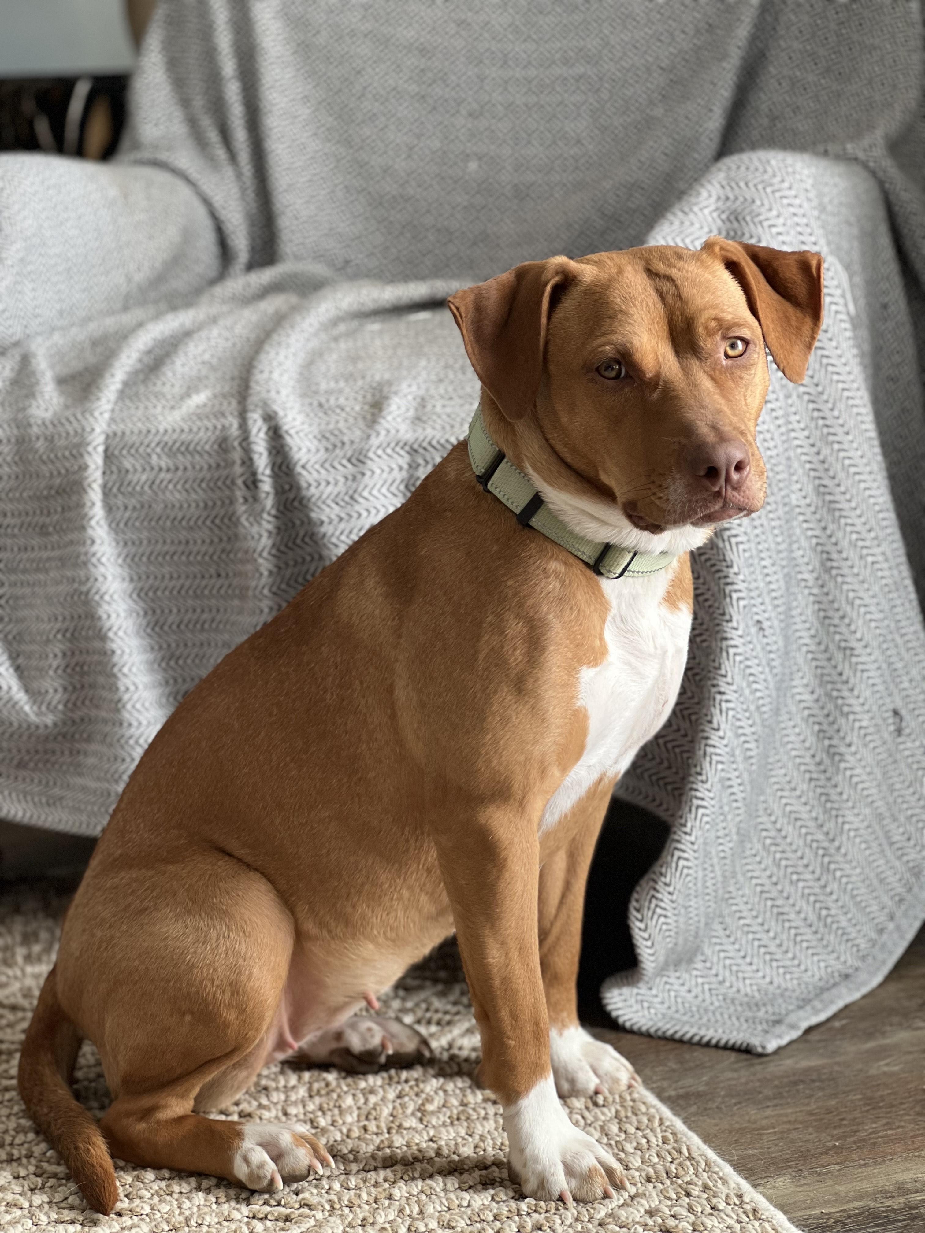 RUBY - More Precious Than Diamonds (and Much Better at Cuddles), Adoptable, Young Female Pit Bull Terrier & Mixed Breed.