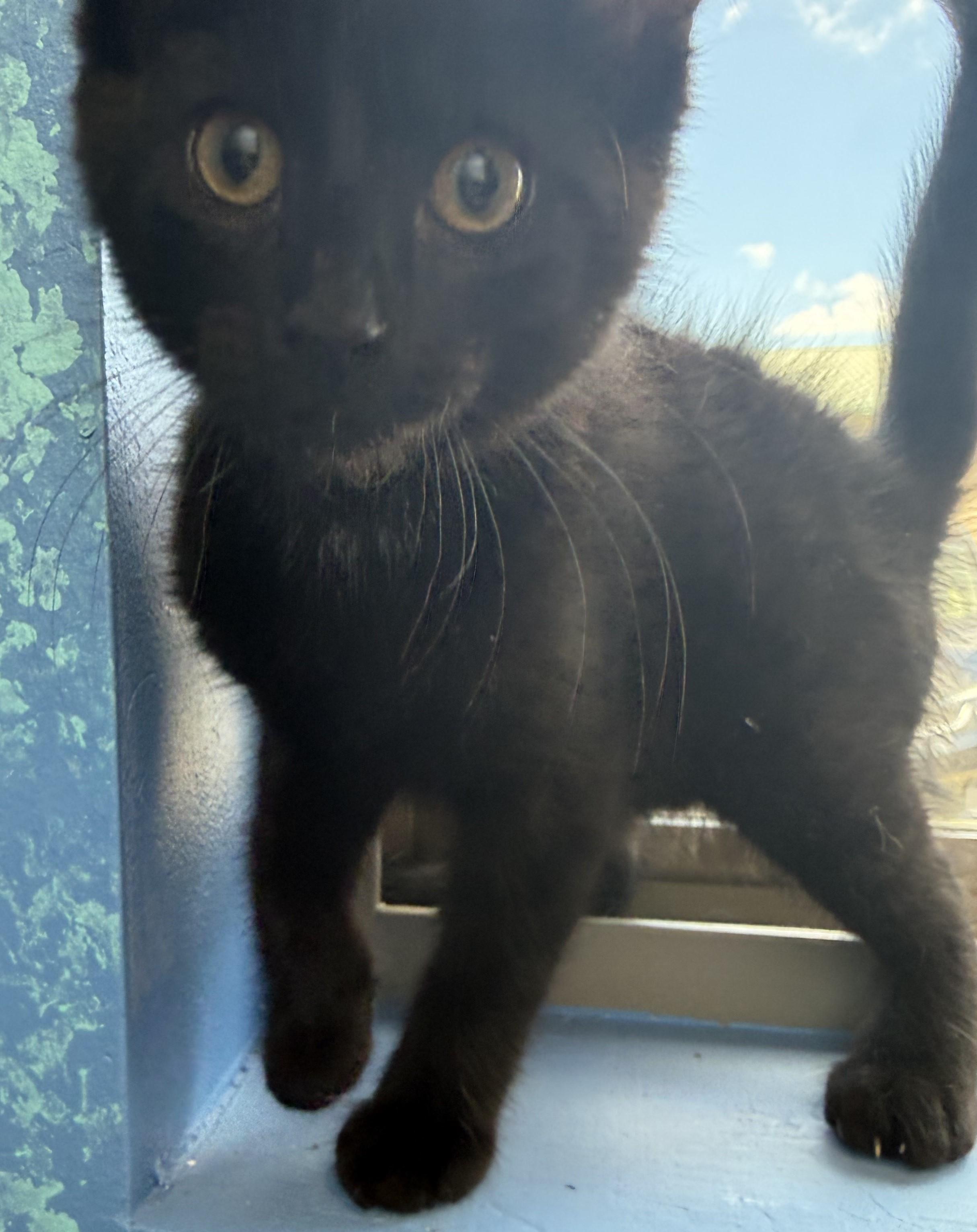 Enlarge Sauron, an adopted Domestic Short Hair in Brookings, SD image 1/1