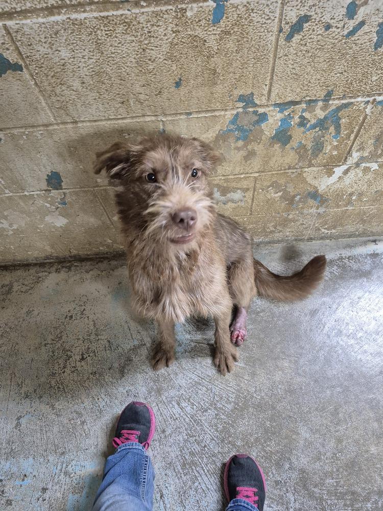 Wilson, Adoptable, Adult Male Terrier.