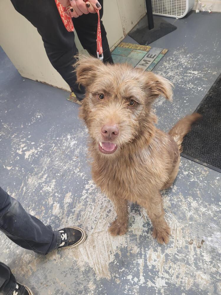 Wilson, a Adoptable mixed breed in Linton, IN image 2/2