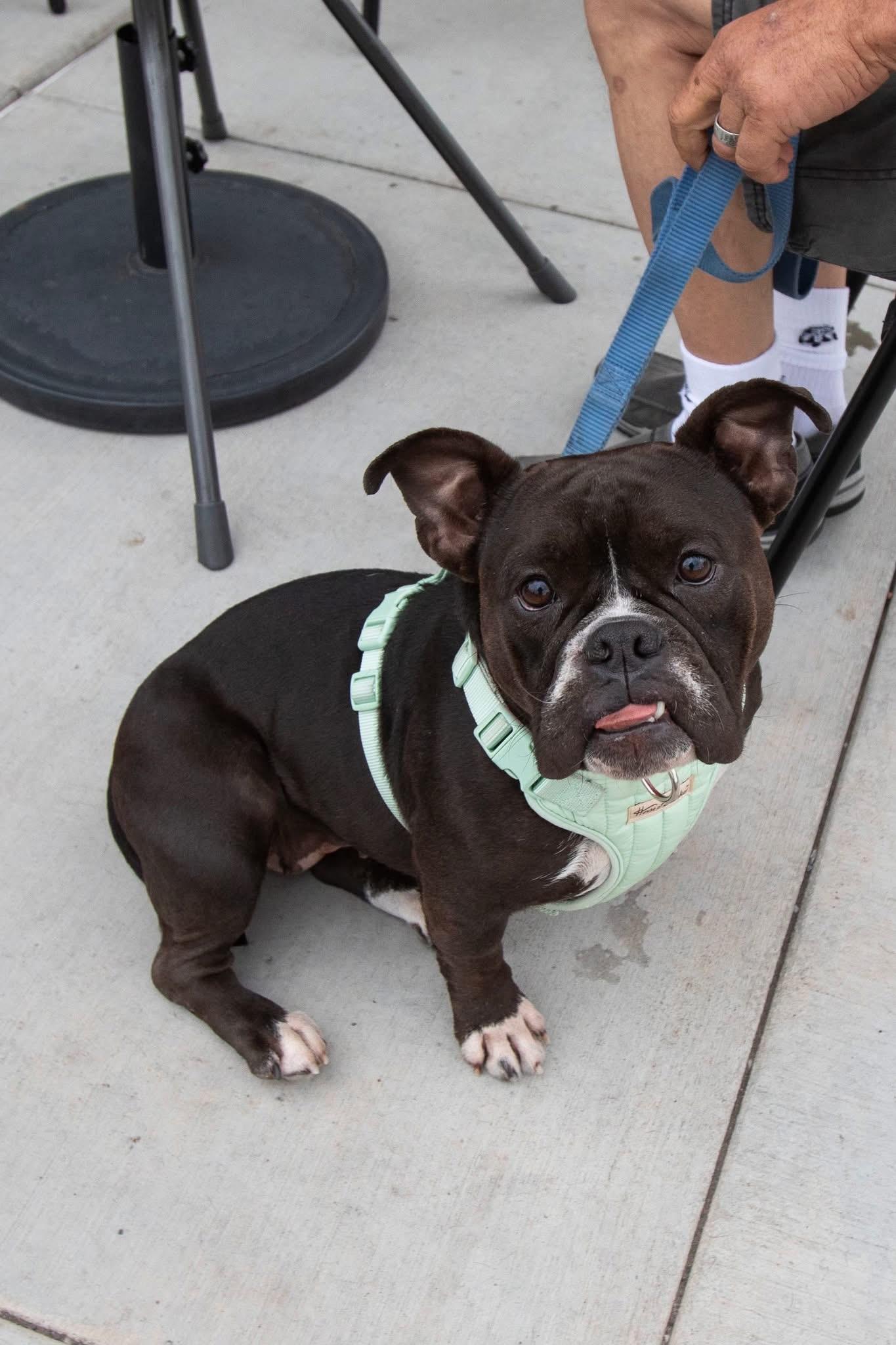 Enlarge Val, a Adopted Pit Bull Terrier in Mesa, AZ image 1/6